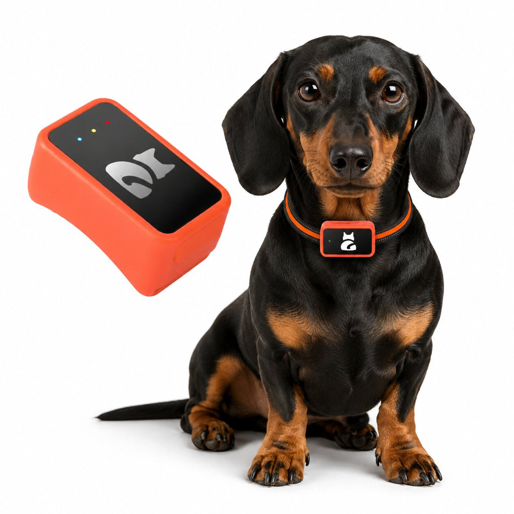 Dachshund Guardian Pro™ 4G GPS Collar – Real-Time Tracking & Virtual Fence Protection