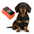 Dachshund Guardian Pro™ 4G GPS Collar – Real-Time Tracking & Virtual Fence Protection