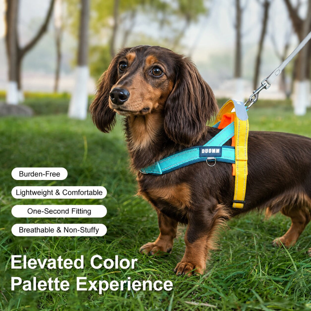 Dachshund AirFlow Harness™ | Lightweight No-Pull Comfort for Everyday Adventures