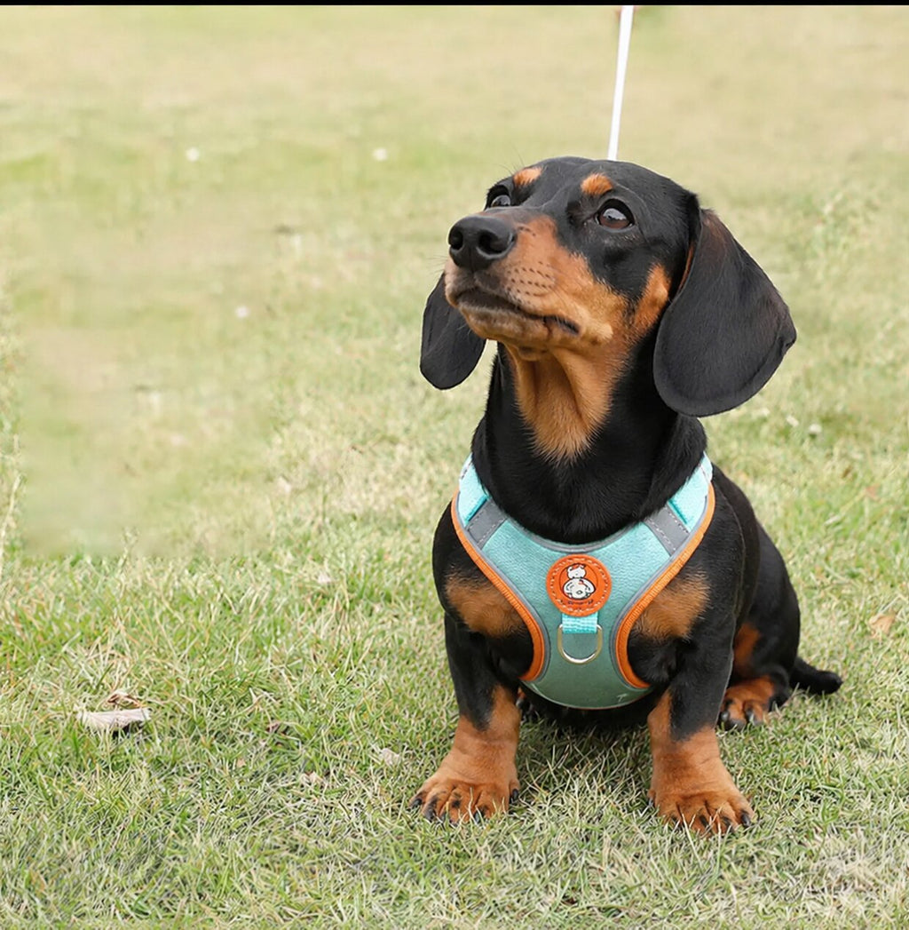Dachshund Comfort Walk Set™ | No-Pull Harness & Leash for Effortless Adventures