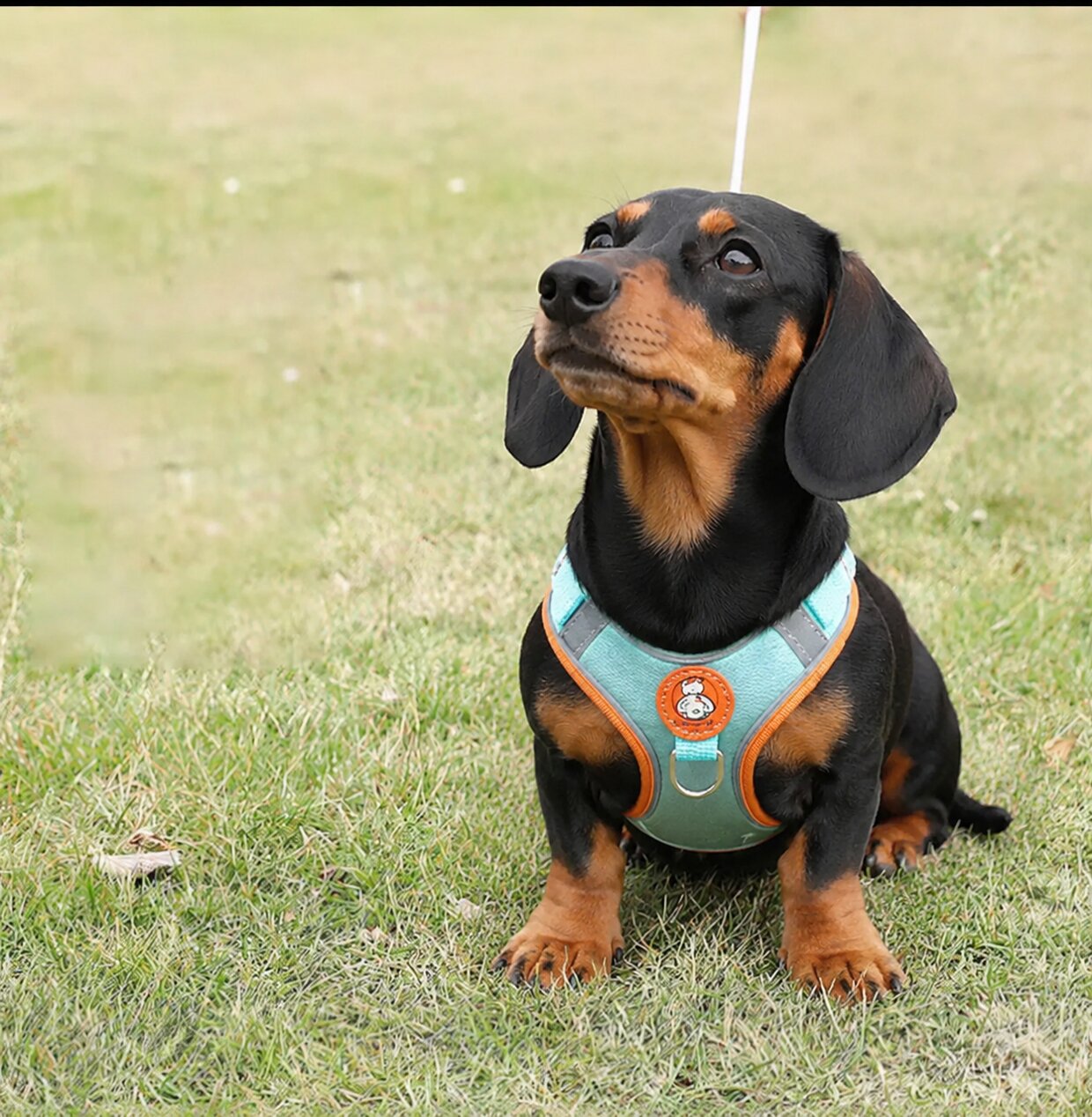 Dachshund Comfort Walk Set™ | No-Pull Harness & Leash for Effortless Adventures