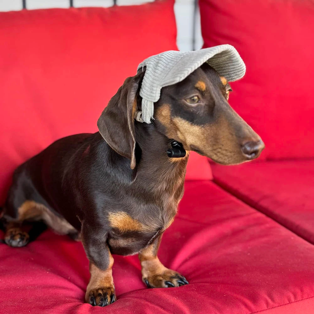 Adjustable Corduroy Dog Baseball Cap – Cute Sun Protection Hat for Dachshunds & Small to Large Dogs