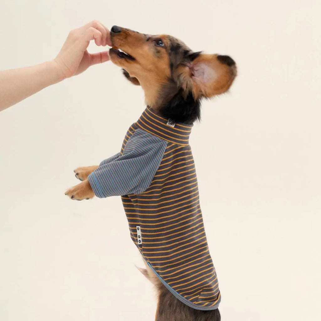 Premium Striped Dachshund Sweater – Warm Cotton Pullover for Sausage Dogs