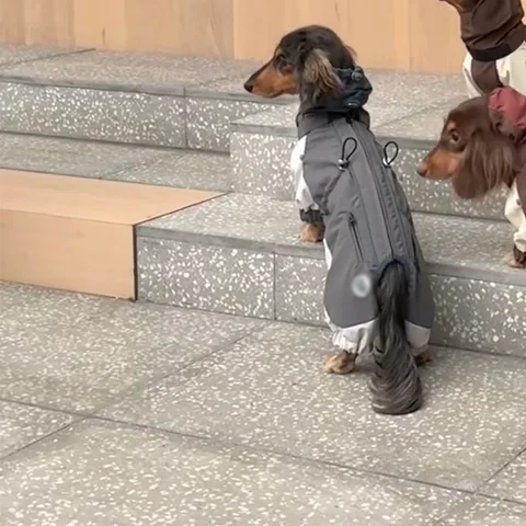Dachshund Winter Comfort Jacket – Warm & Cozy Coat for Cold Weather Walks
