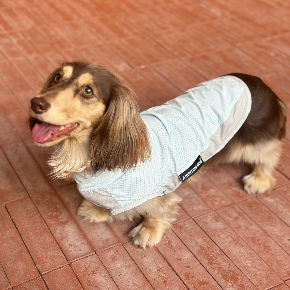 Dachshund CoolGuard™ Vest – Cooling & Sun Protection Jacket for Summer Walks