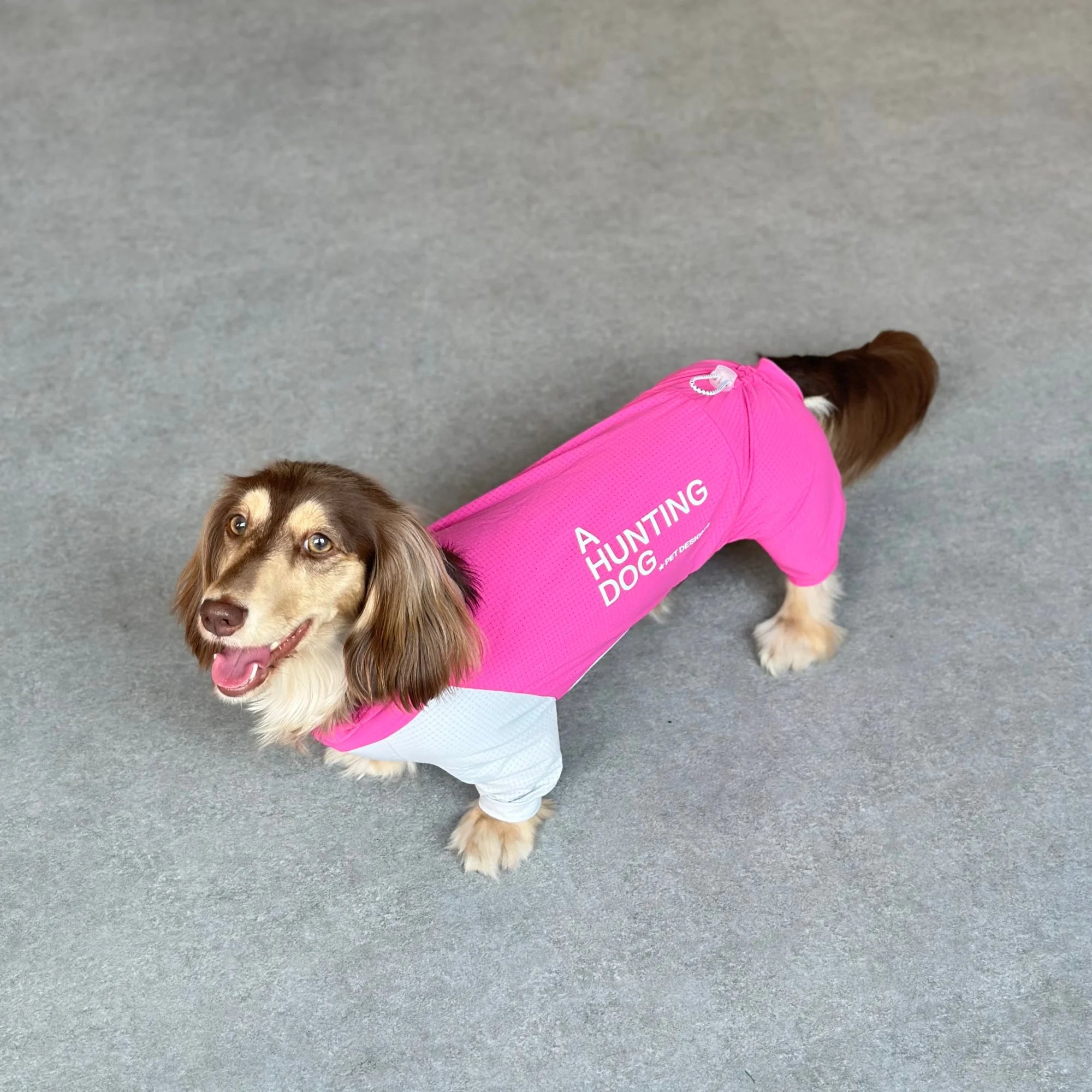 Dachshund CoolSuit™ – Full-Body Cooling Outfit for Hot Summer Days