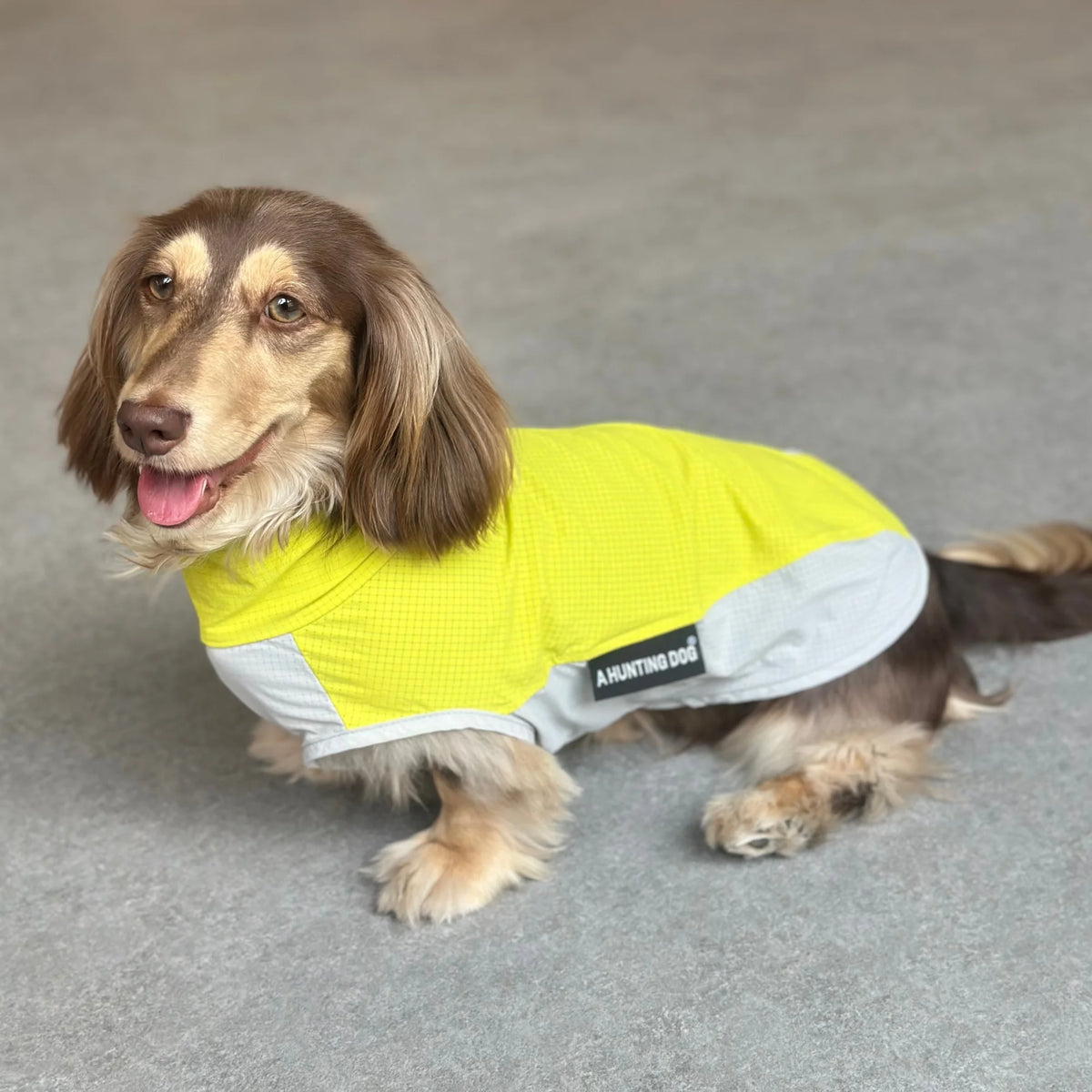 Dachshund CoolGuard™ Vest – Cooling & Sun Protection Jacket for Summer Walks