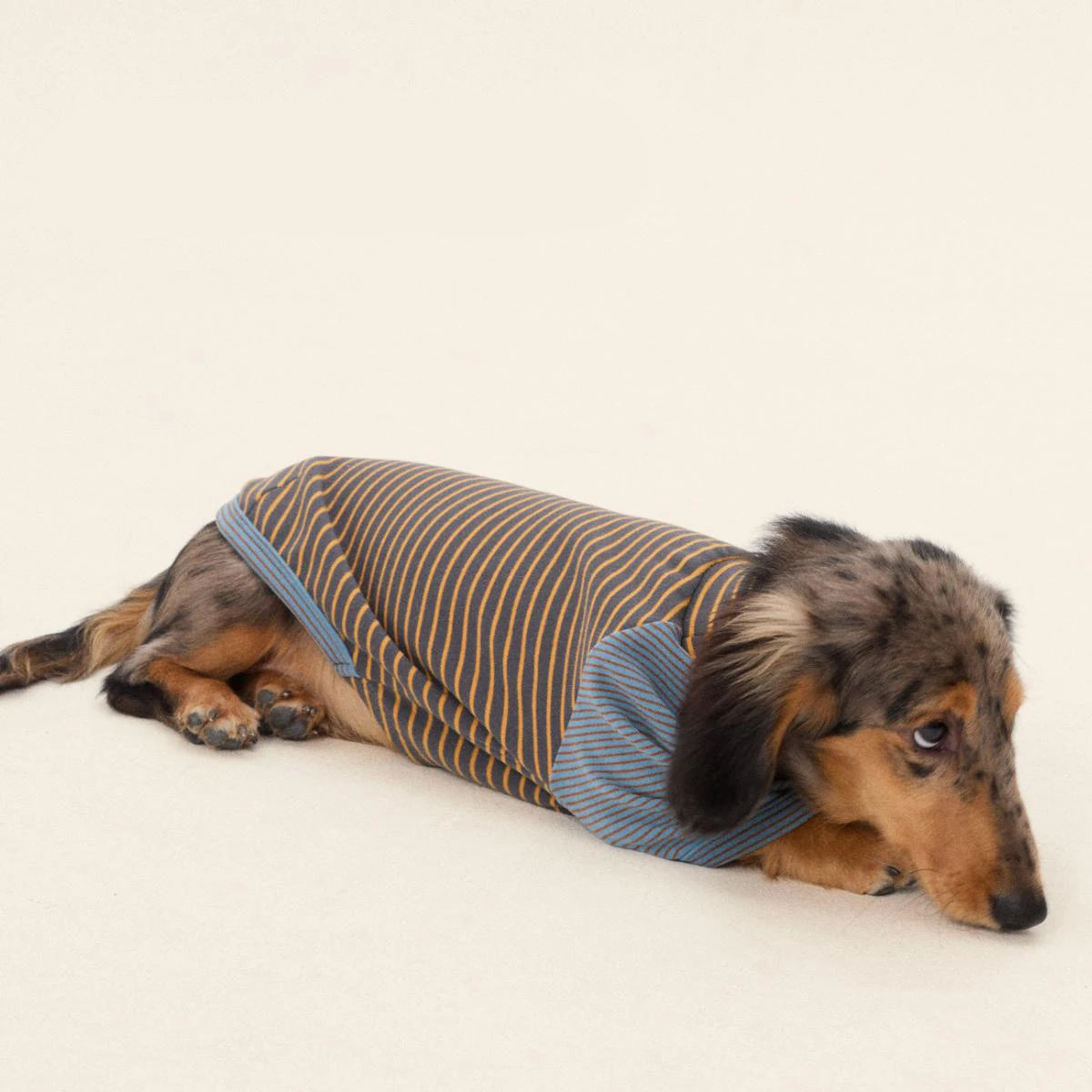 Premium Striped Dachshund Sweater – Warm Cotton Pullover for Sausage Dogs
