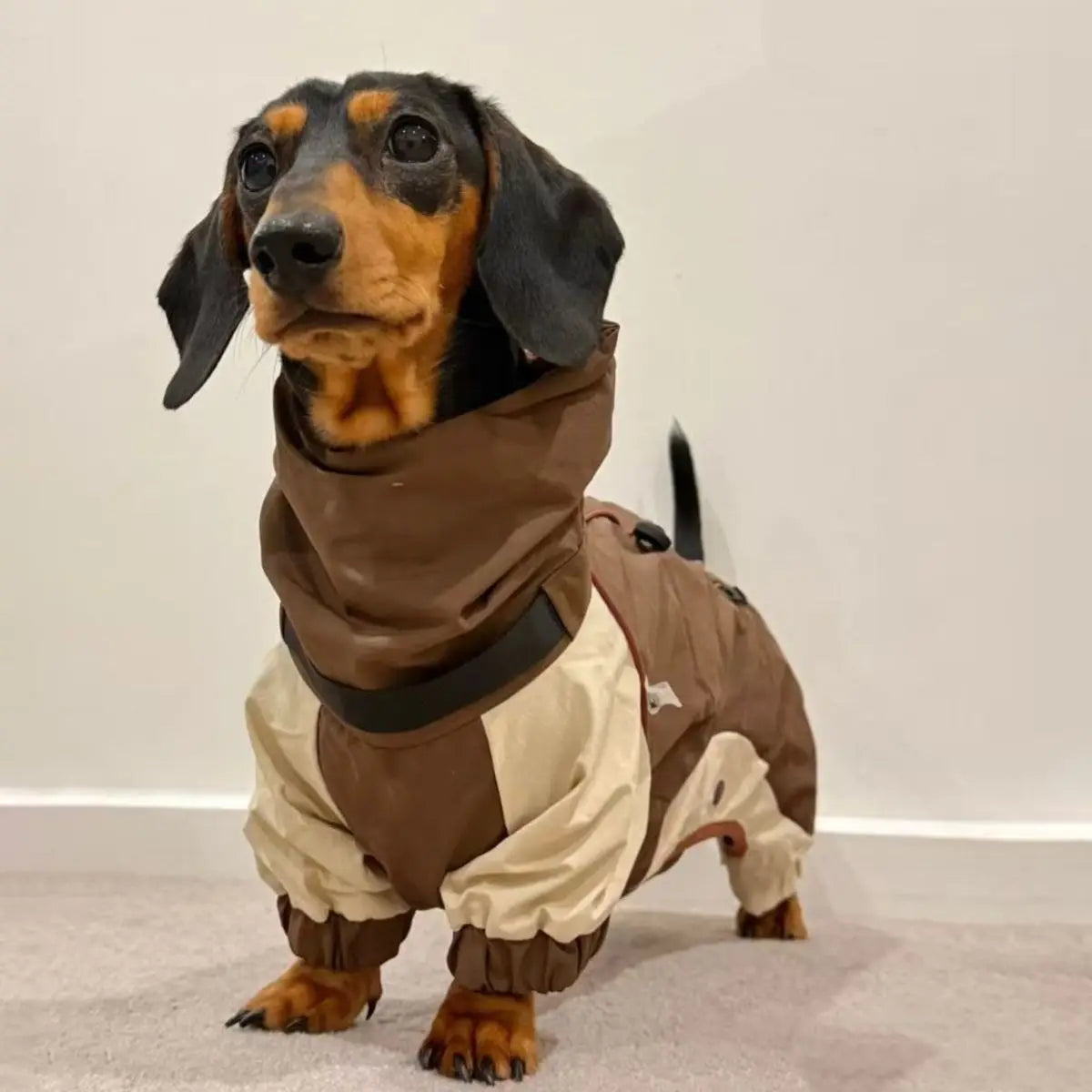 Dachshund Winter Comfort Jacket – Warm & Cozy Coat for Cold Weather Walks