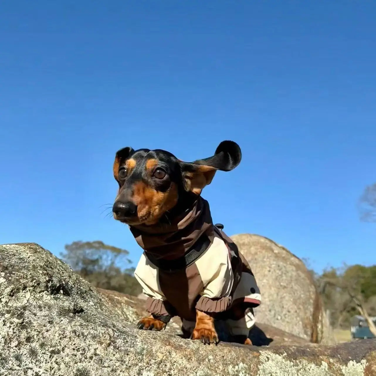 Dachshund Winter Comfort Jacket – Warm & Cozy Coat for Cold Weather Walks