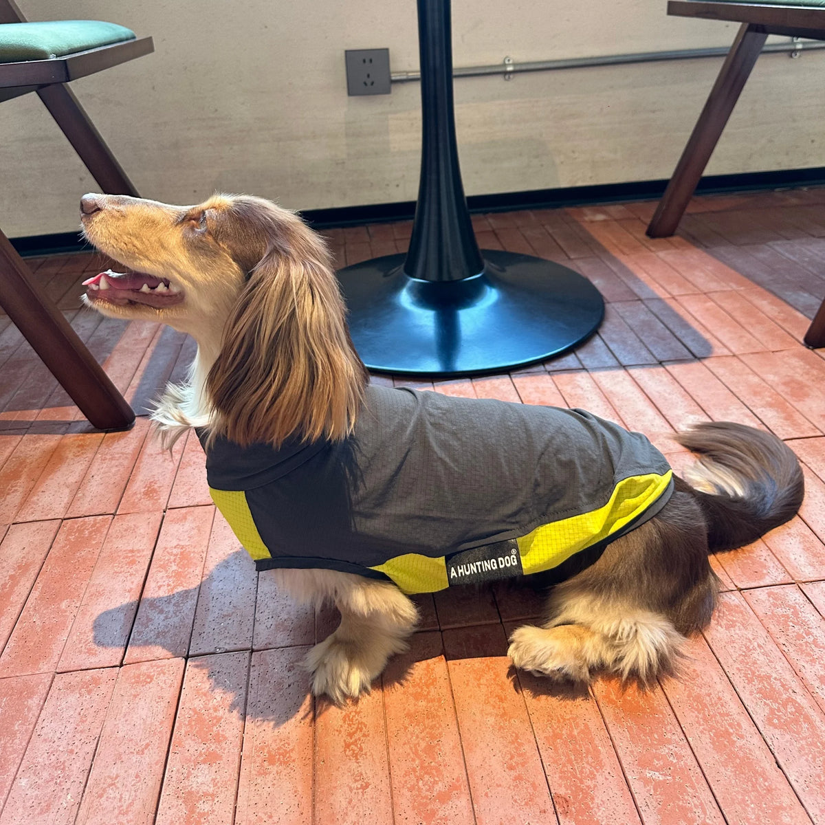 Dachshund CoolGuard™ Vest – Cooling & Sun Protection Jacket for Summer Walks