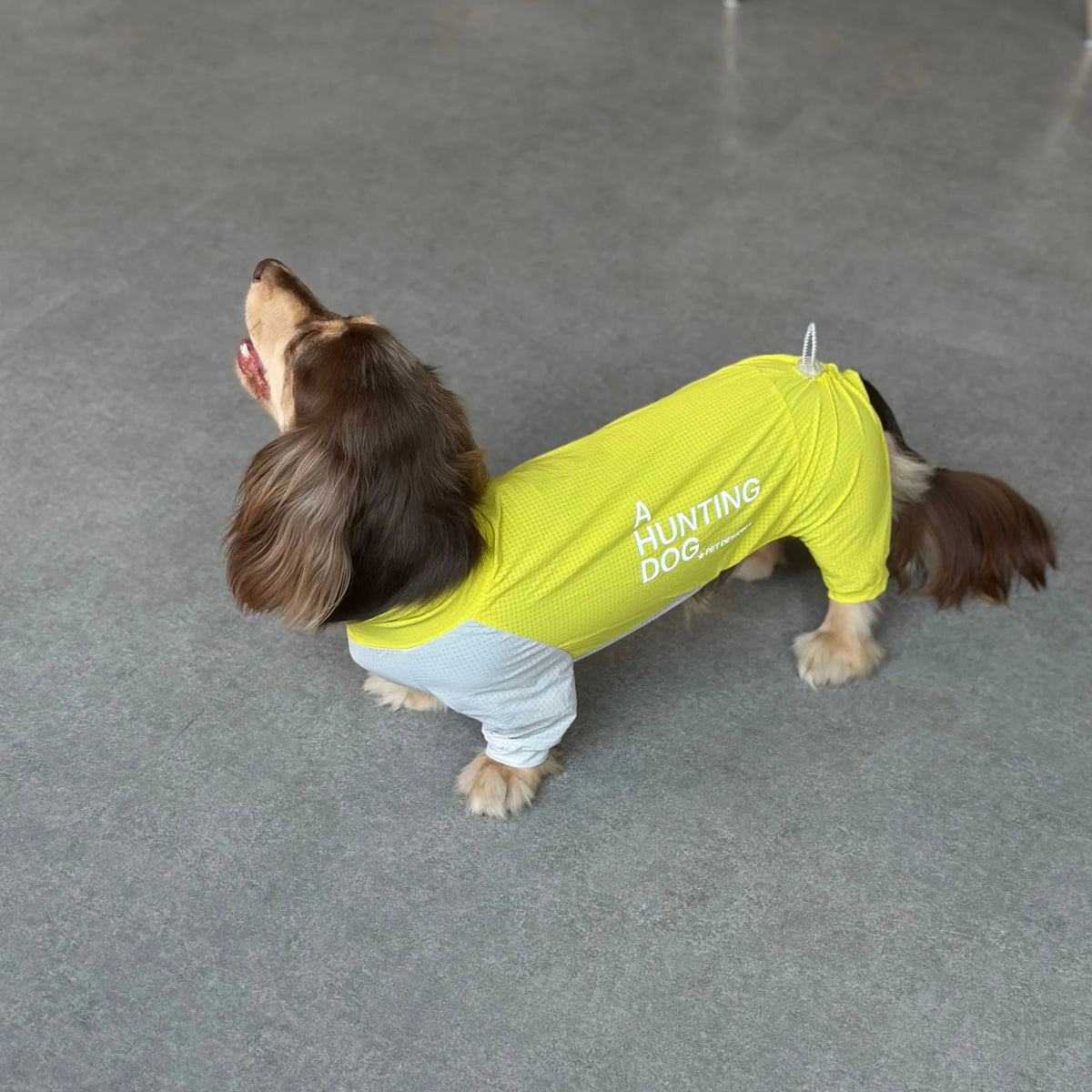 Dachshund CoolSuit™ – Full-Body Cooling Outfit for Hot Summer Days