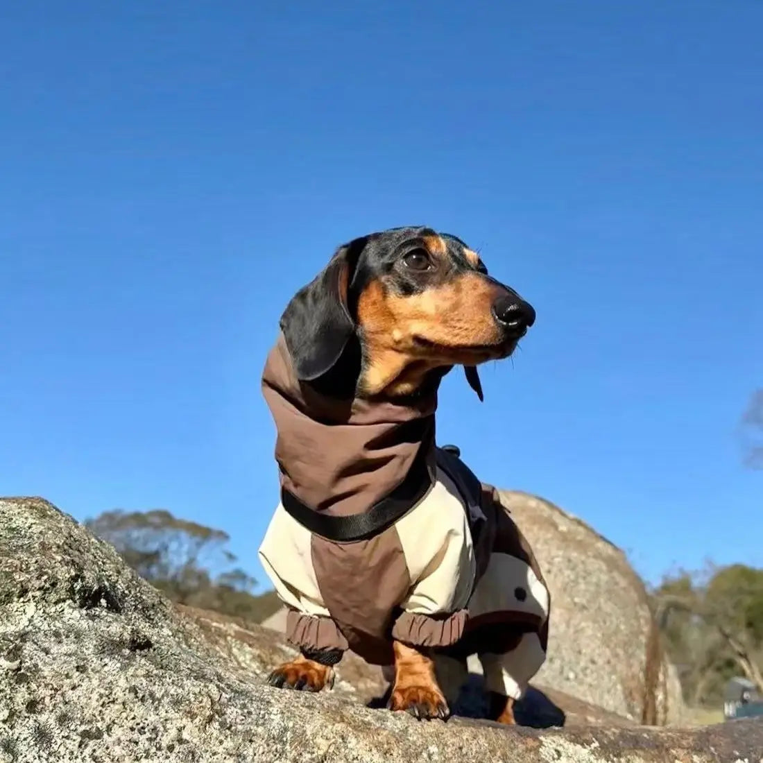 Dachshund Winter Comfort Jacket – Warm & Cozy Coat for Cold Weather Walks